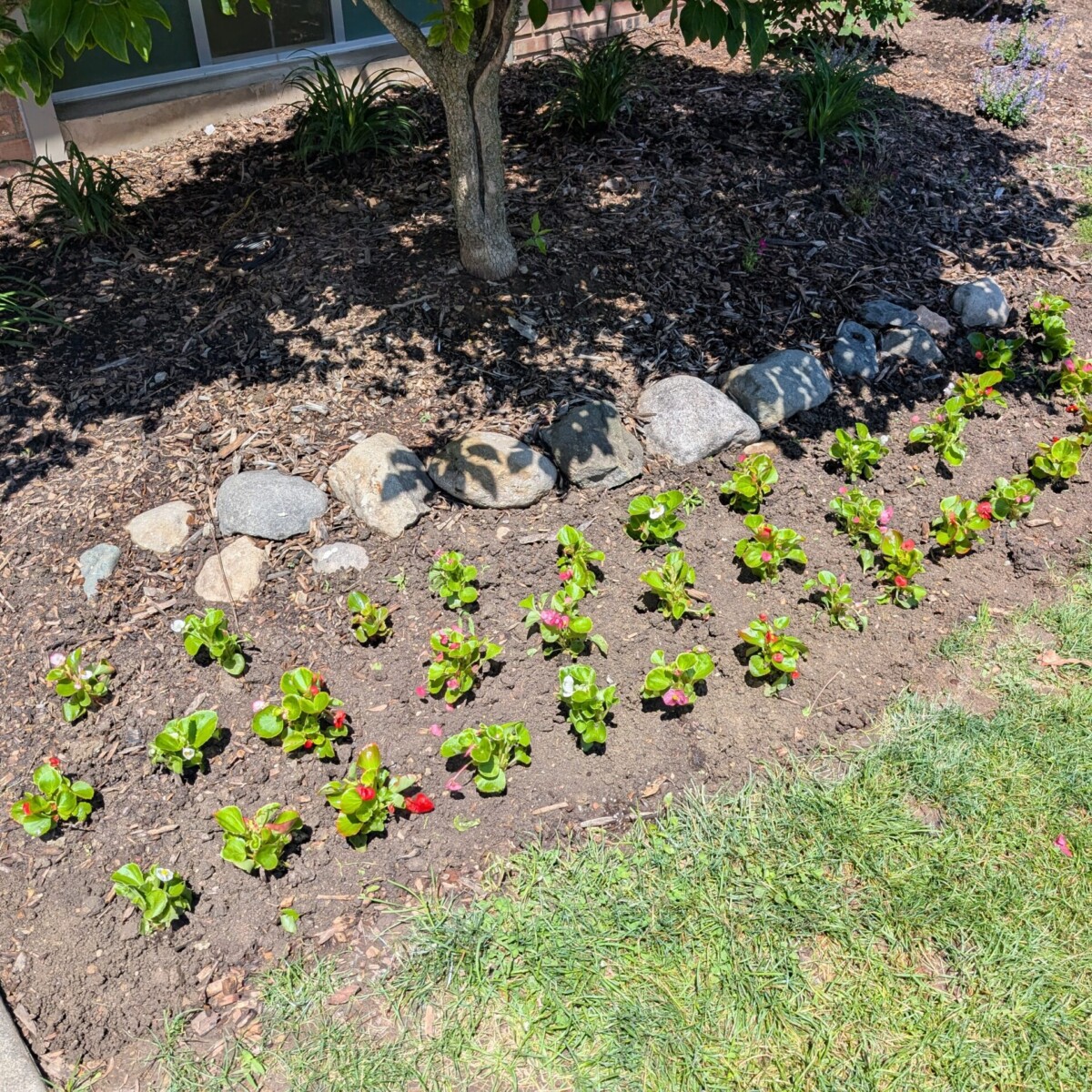 The Front Landscaping - After - 4 of 4