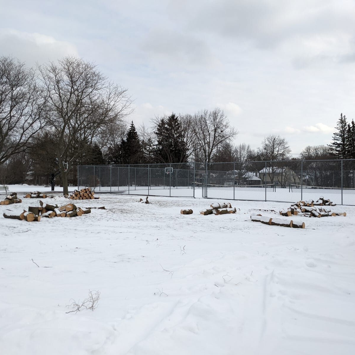 Tennis Court Trees