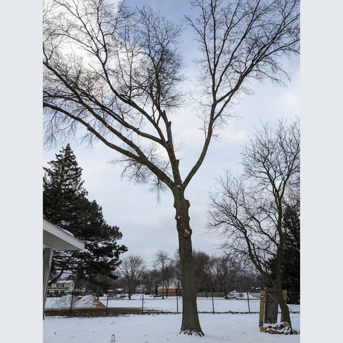 Trimmed Tree by the Pavilion