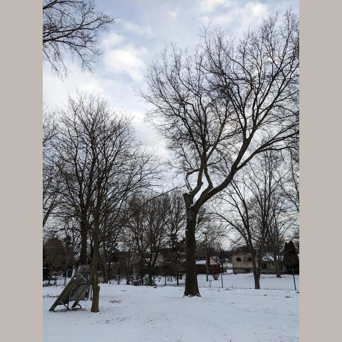 Trimmed Tree by the Southeast Gate