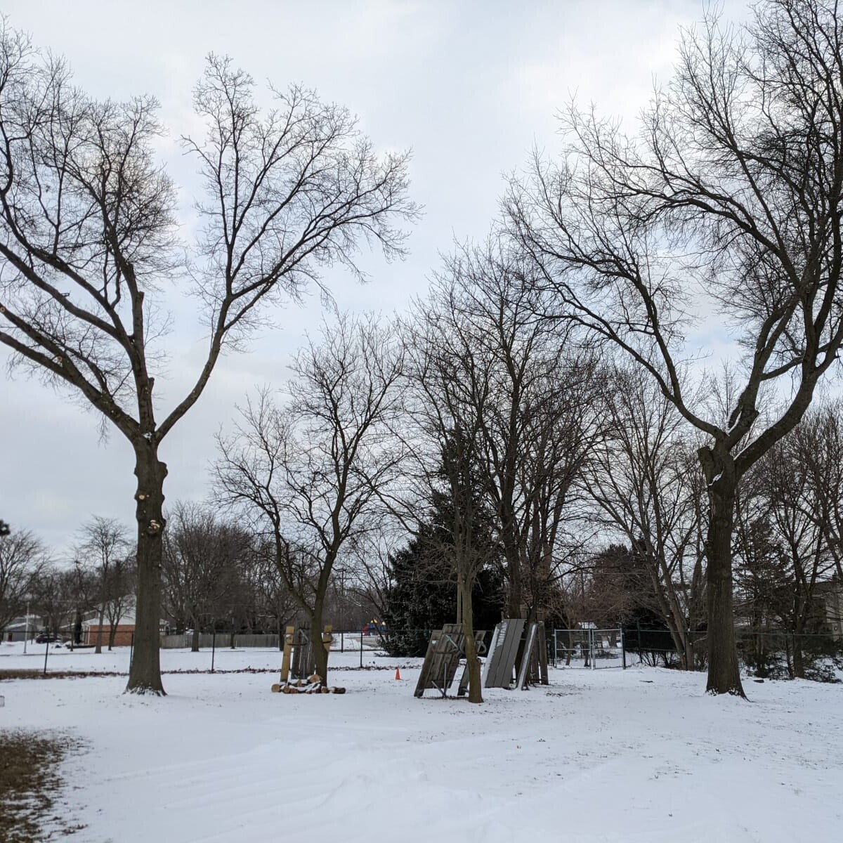 Southeast Trees
